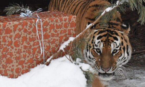 Russia Animals Tigers 