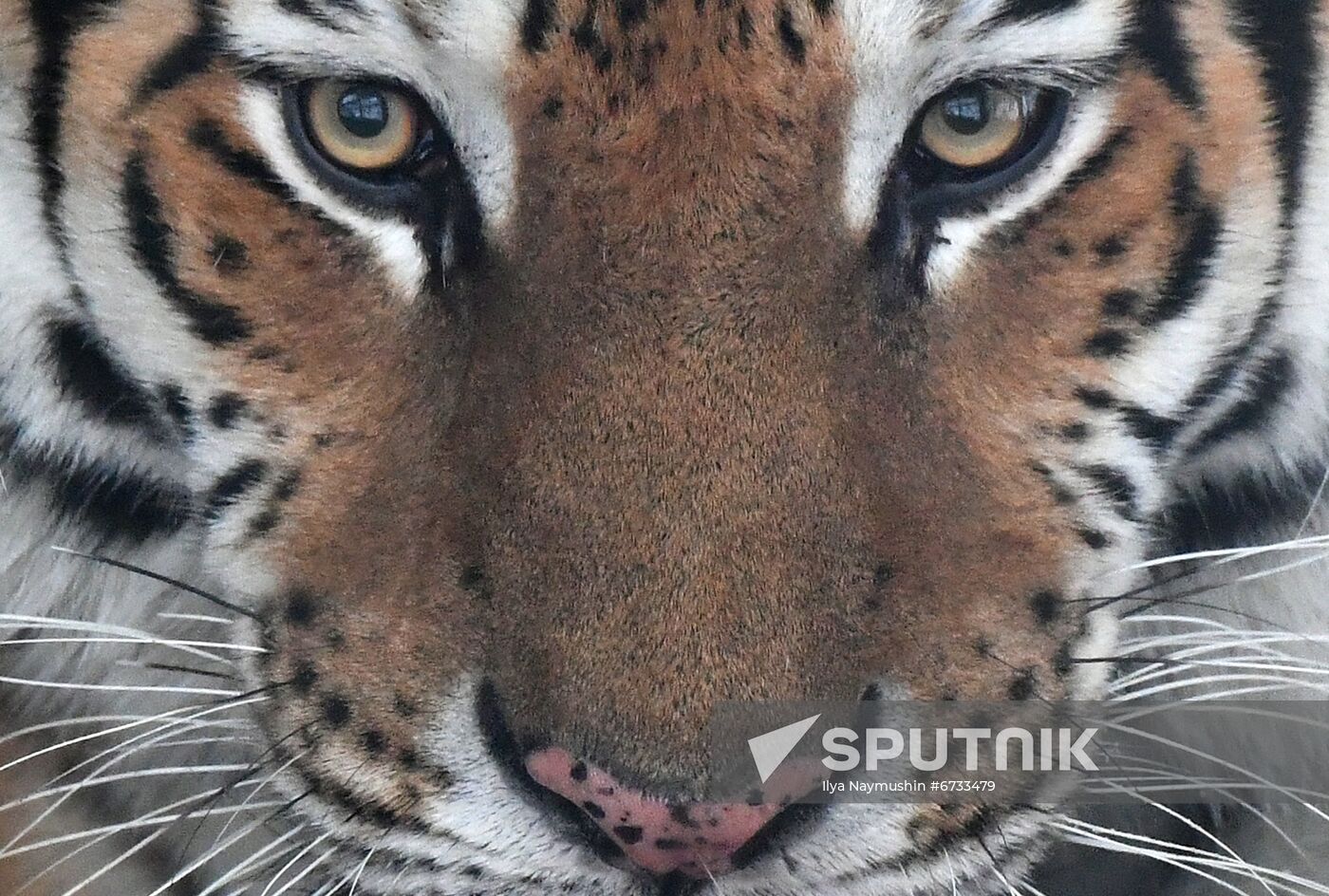 Russia Animals Tigers 