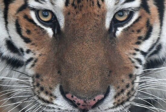 Russia Animals Tigers 