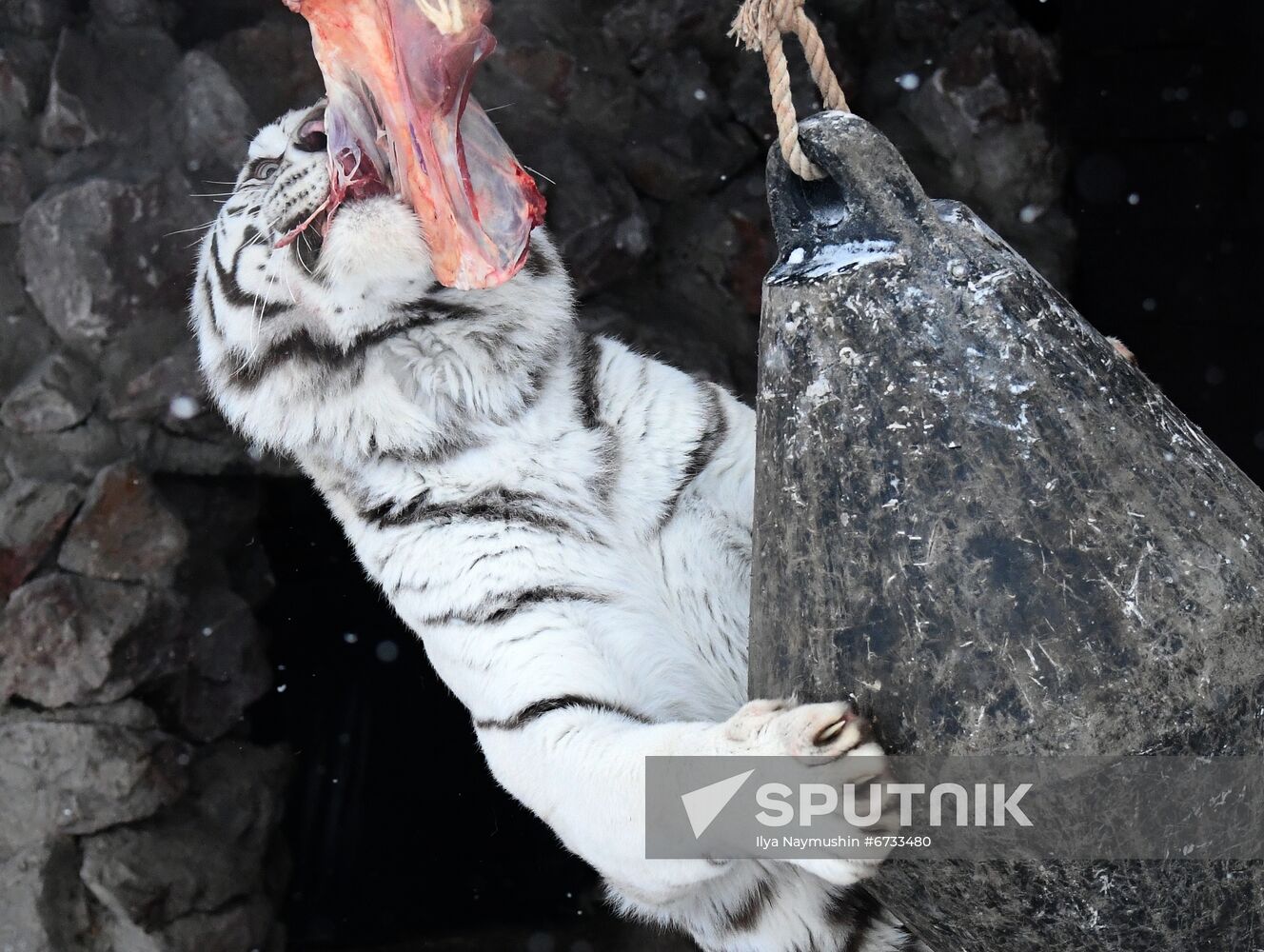 Russia Animals Tigers