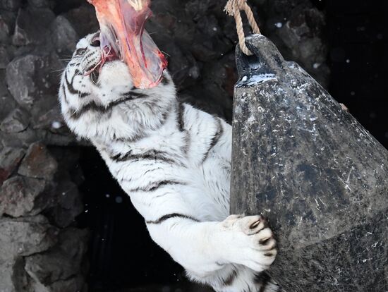Russia Animals Tigers 