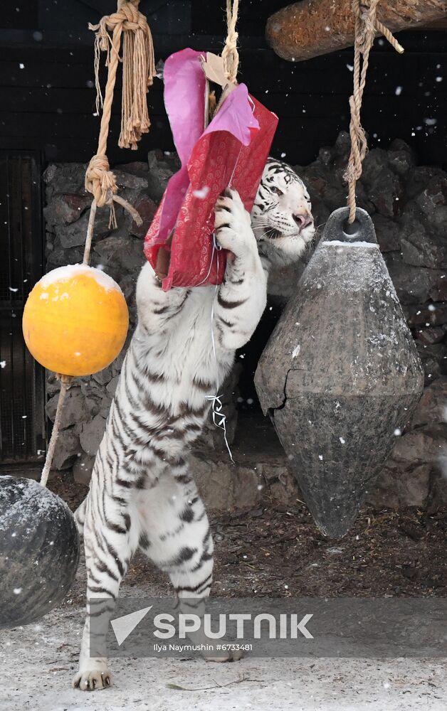 Russia Animals Tigers