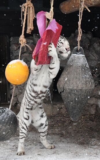 Russia Animals Tigers 