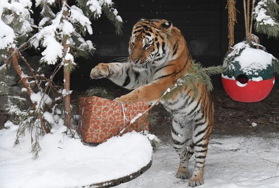 Russia Animals Tigers 