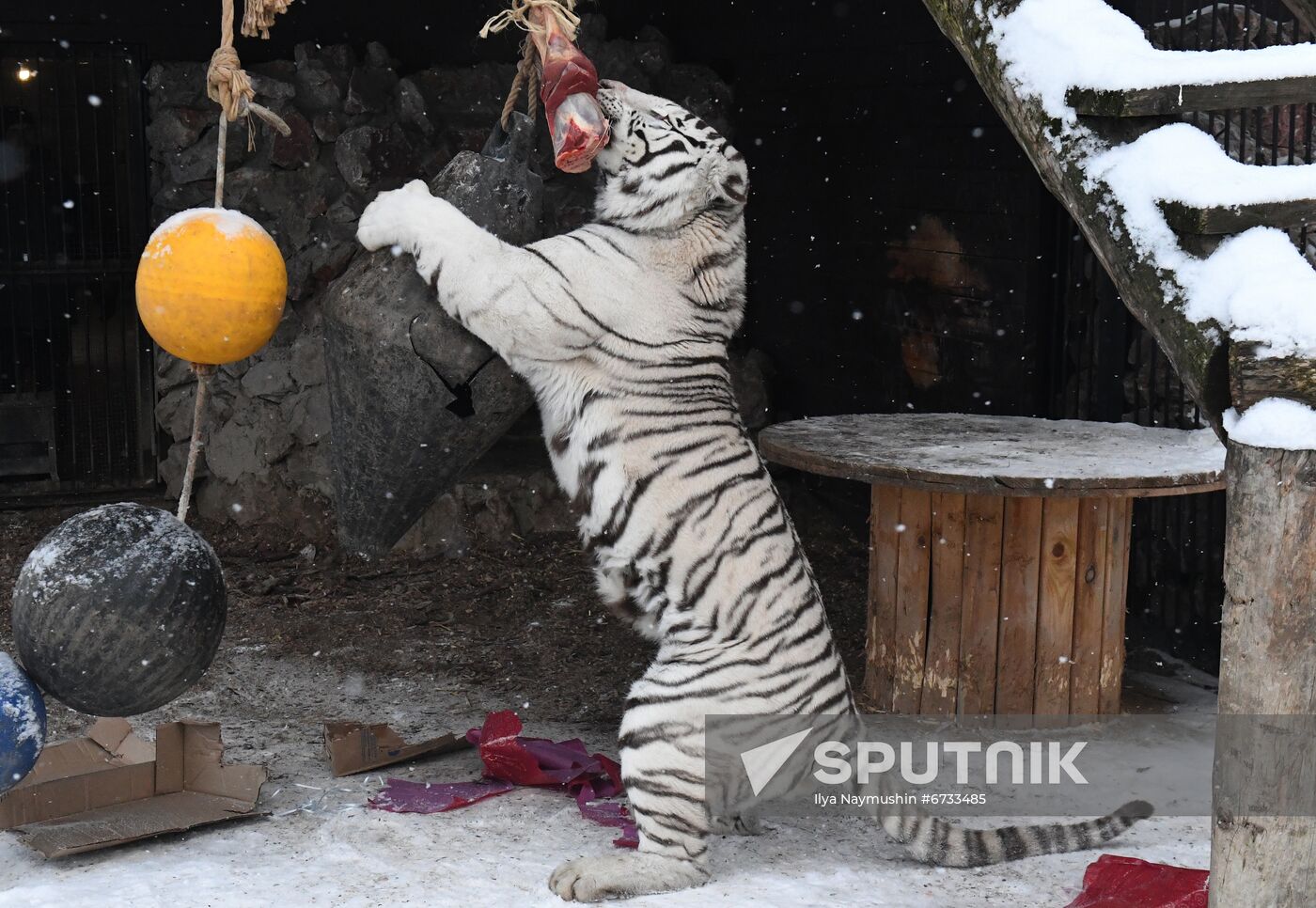 Russia Animals Tigers 