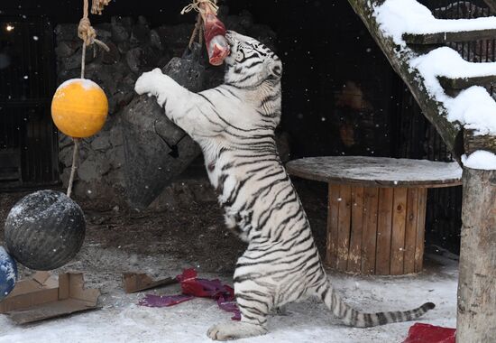 Russia Animals Tigers 