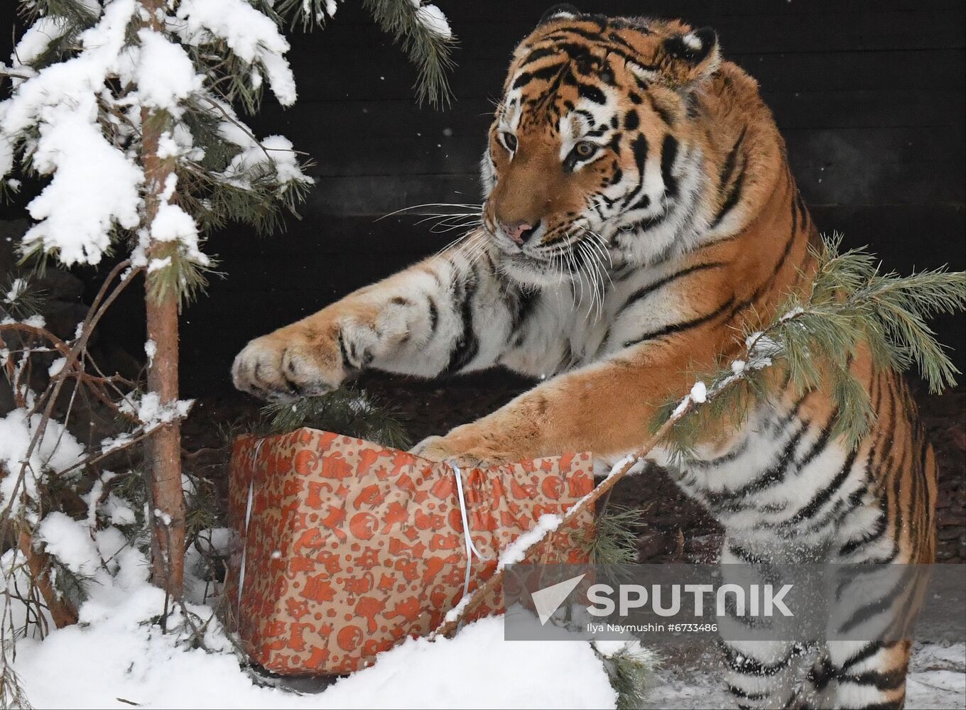 Russia Animals Tigers 