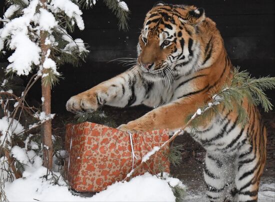 Russia Animals Tigers 