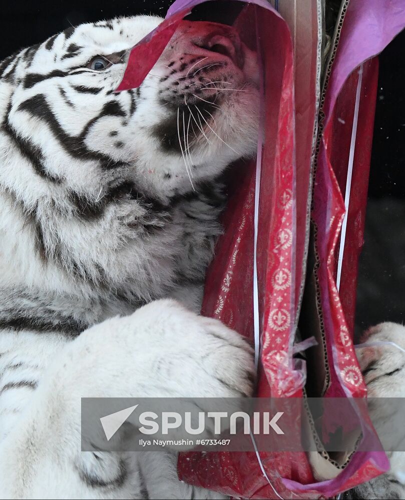 Russia Animals Tigers