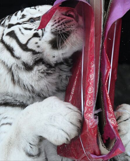 Russia Animals Tigers 