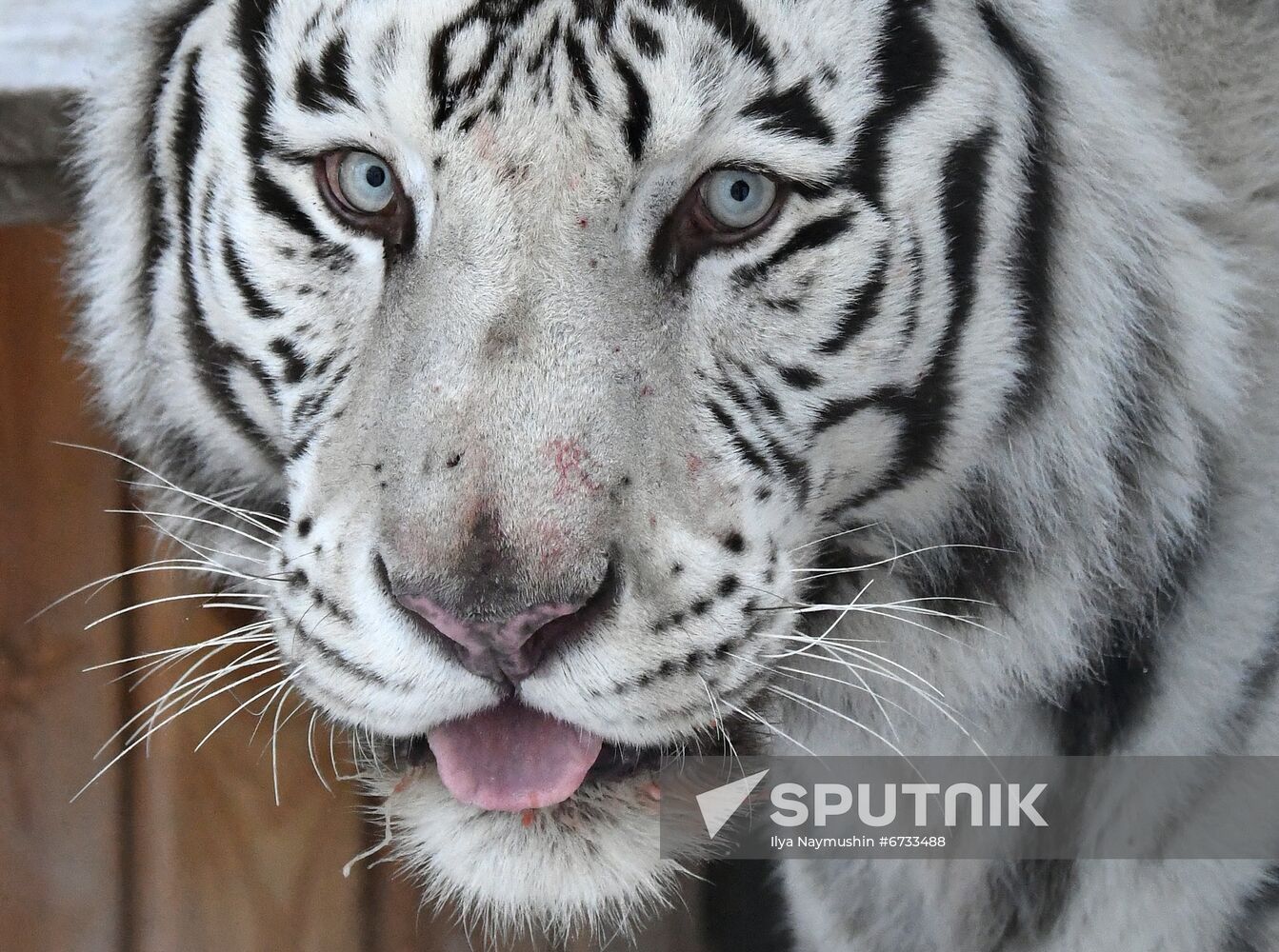 Russia Animals Tigers