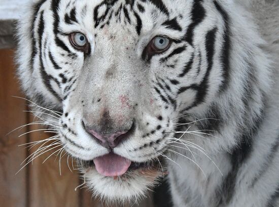 Russia Animals Tigers 