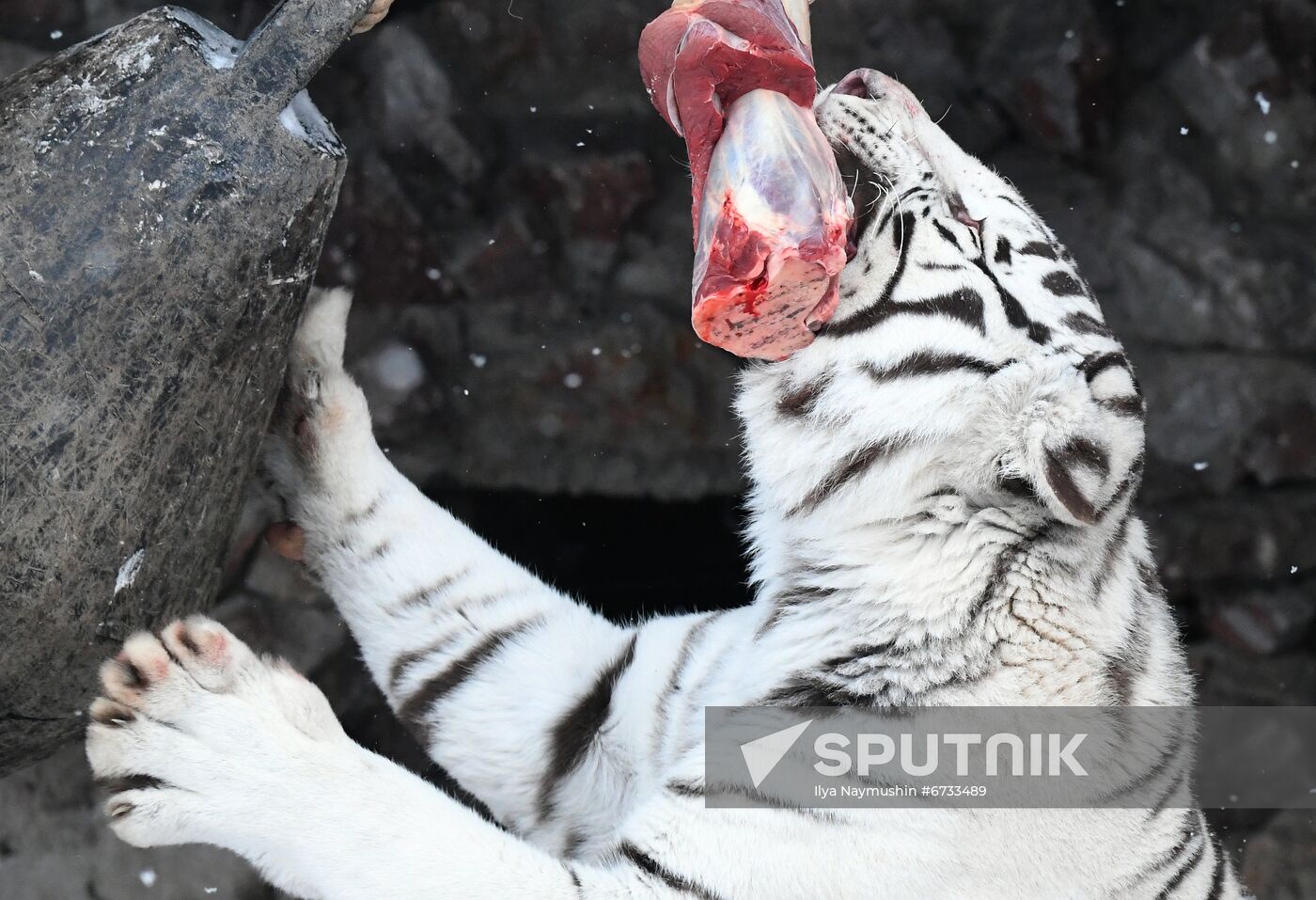 Russia Animals Tigers