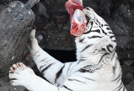 Russia Animals Tigers 