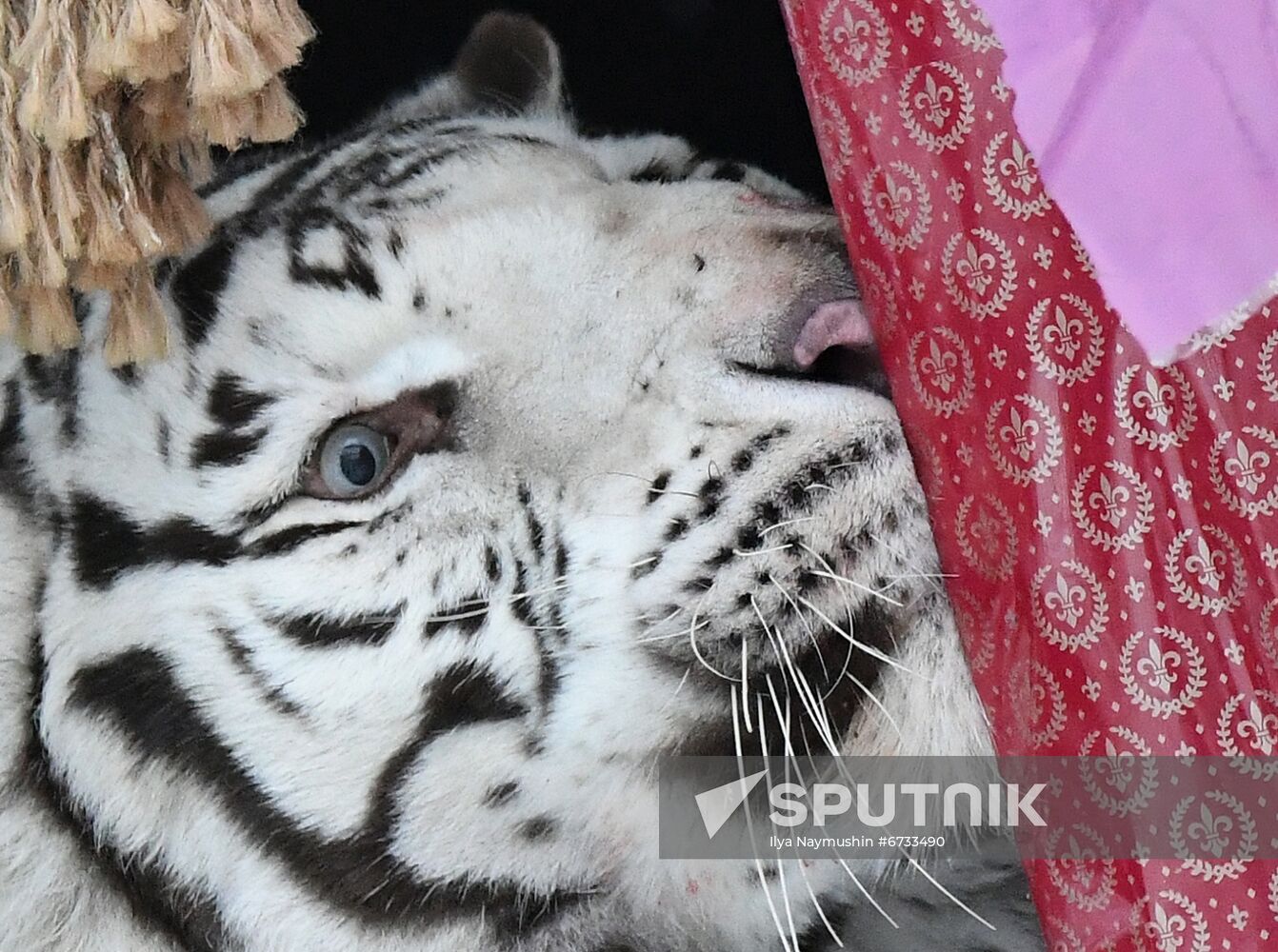 Russia Animals Tigers 