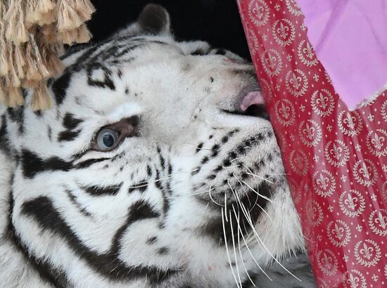Russia Animals Tigers 
