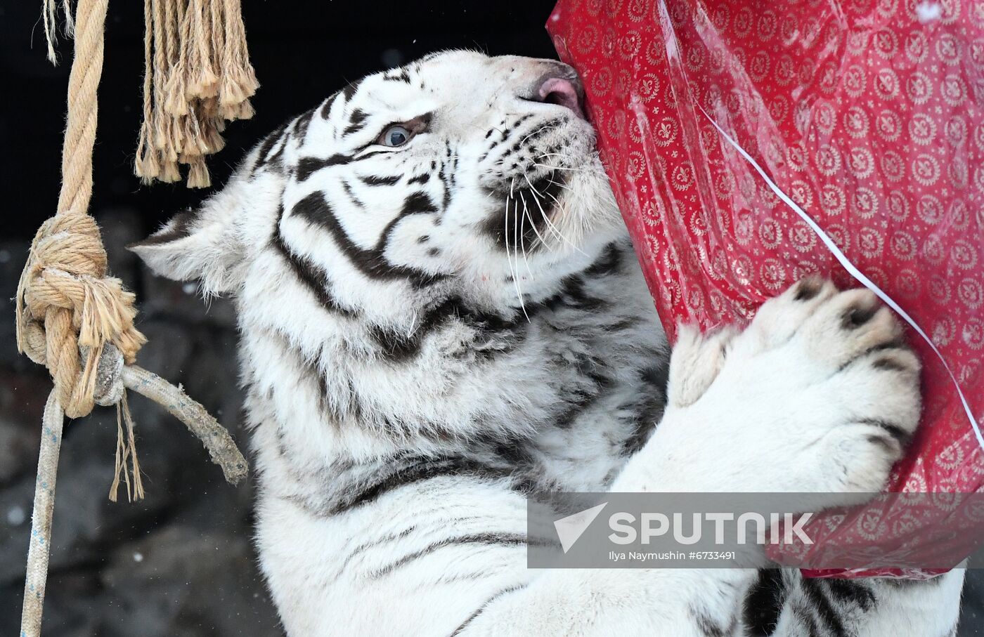 Russia Animals Tigers