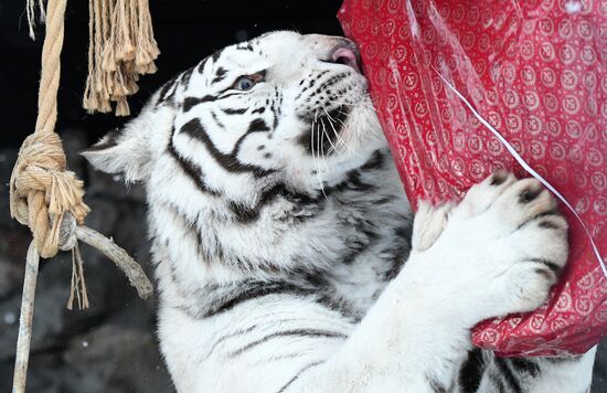 Russia Animals Tigers 