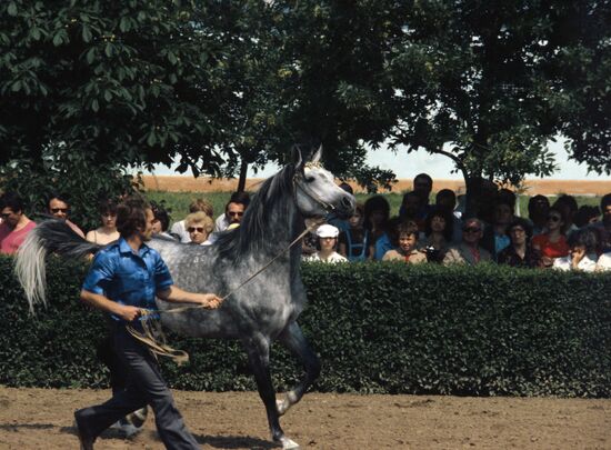 International horse auction at Terek Horse Breeding Plant