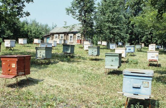 Rural apiary