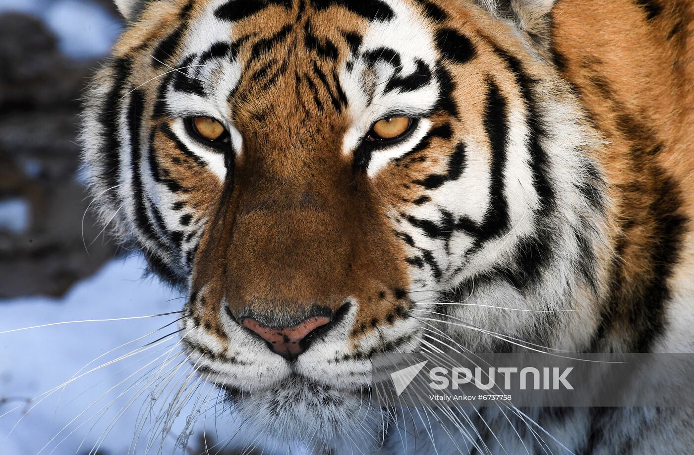 Russia Tigers Safari Park