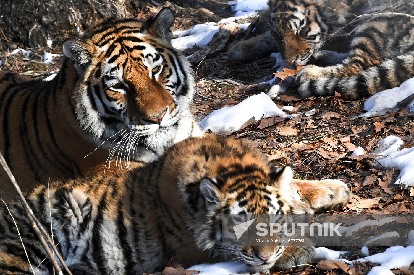 Russia Tigers Safari Park