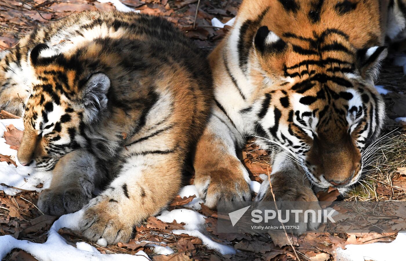 Russia Tigers Safari Park