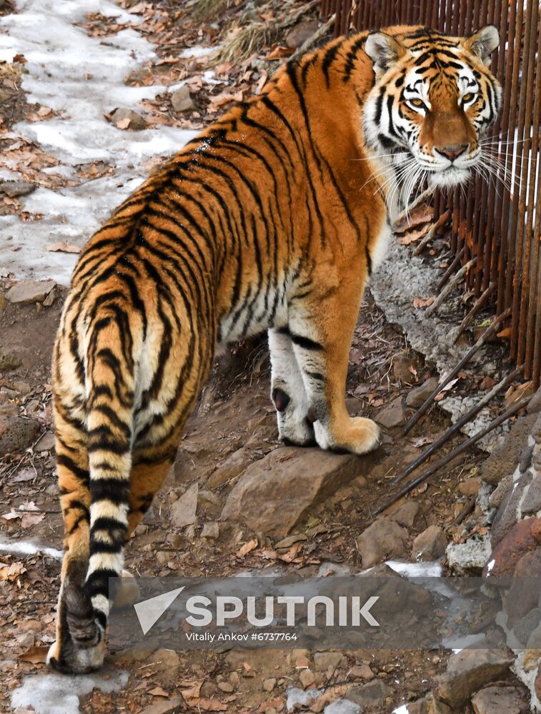 Russia Tigers Safari Park