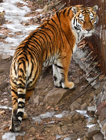 Russia Tigers Safari Park