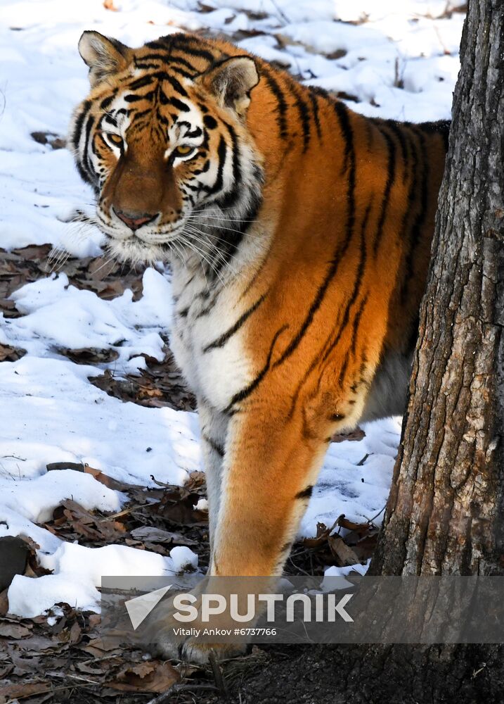 Russia Tigers Safari Park