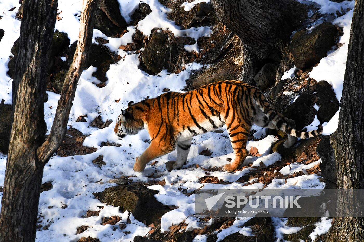 Russia Tigers Safari Park