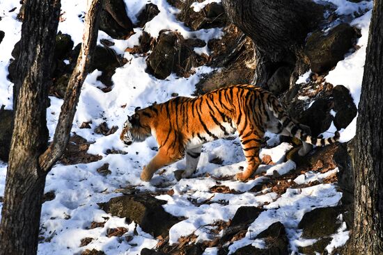 Russia Tigers Safari Park