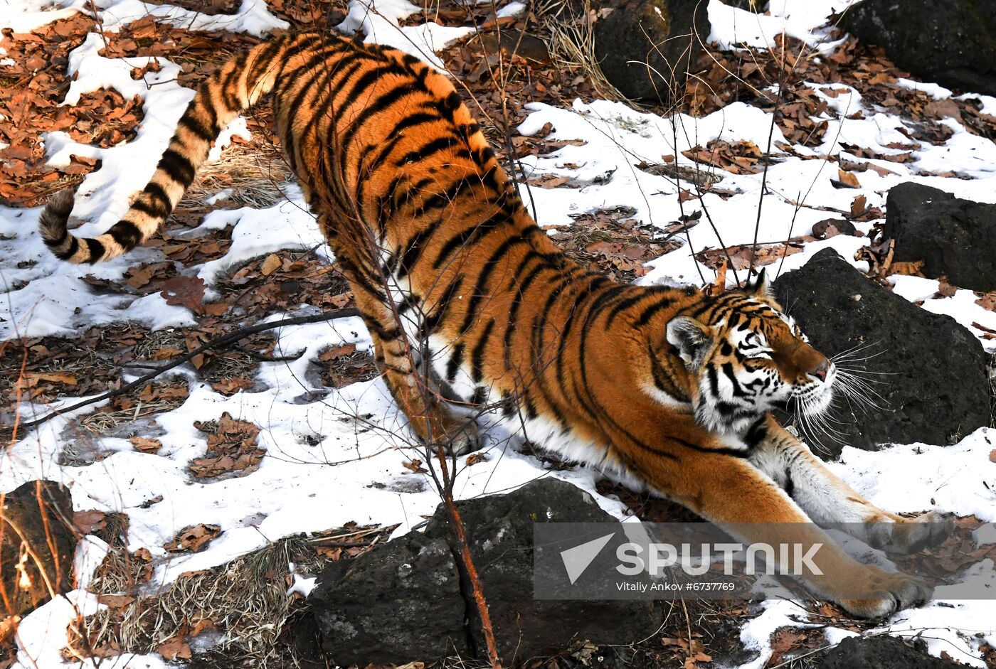 Russia Tigers Safari Park