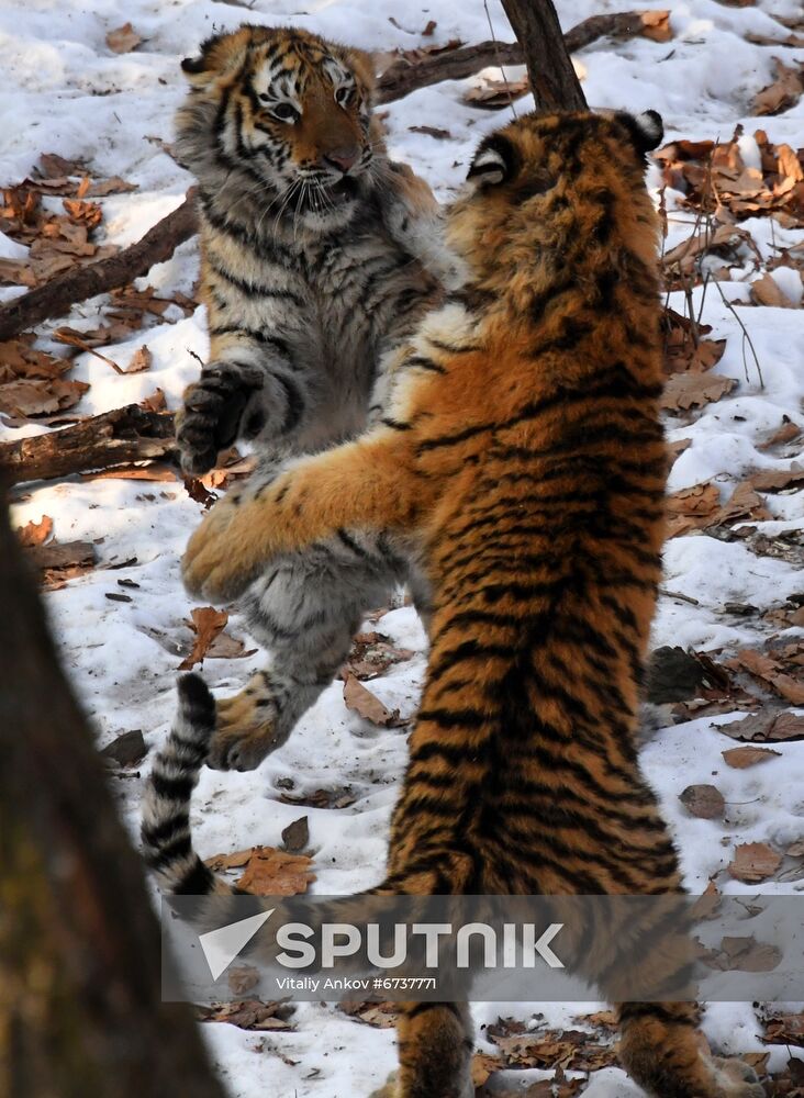 Russia Tigers Safari Park