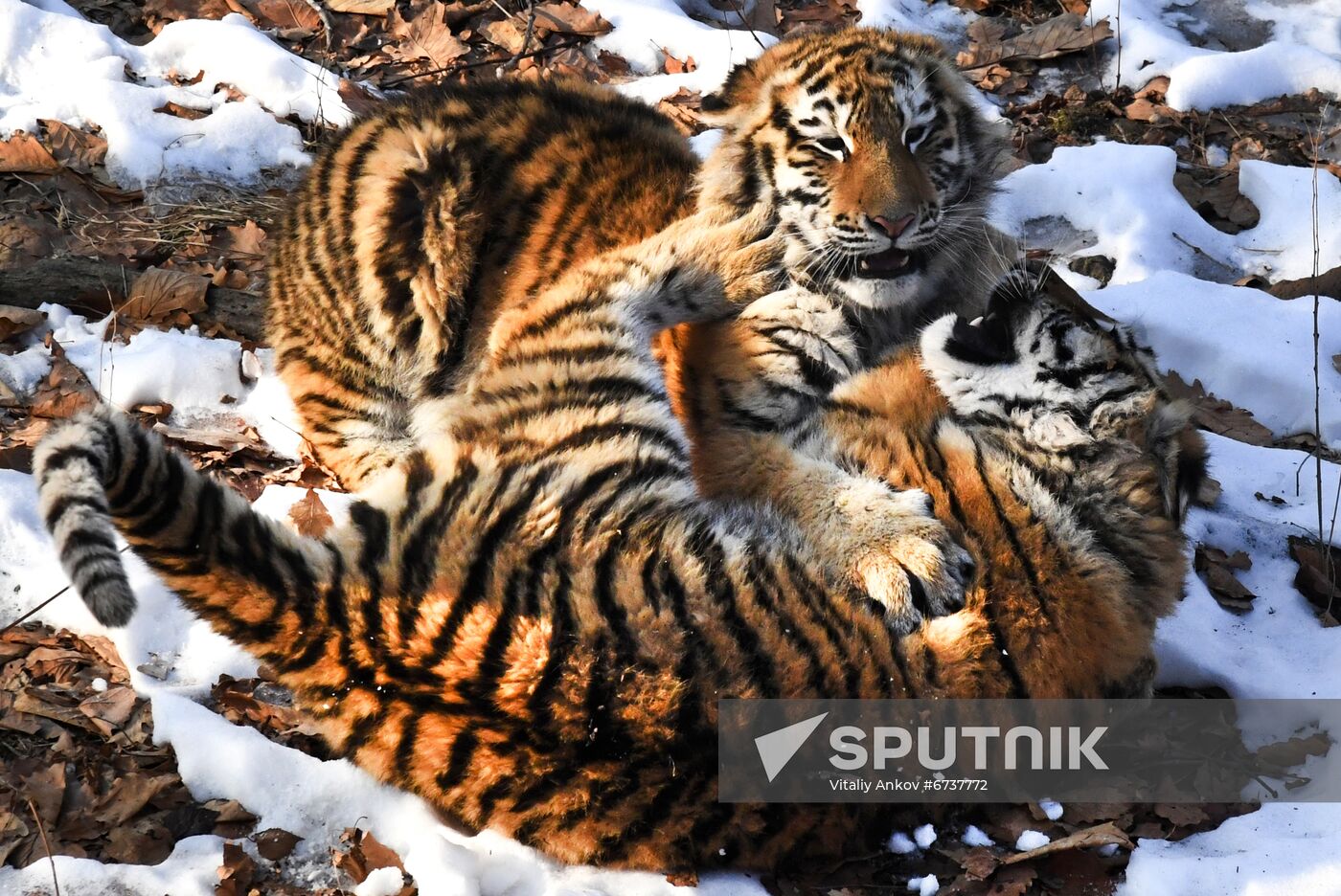Russia Tigers Safari Park