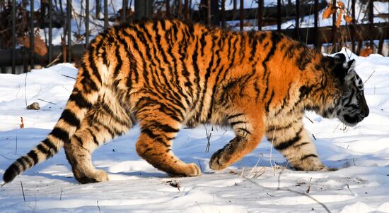 Russia Tigers Safari Park