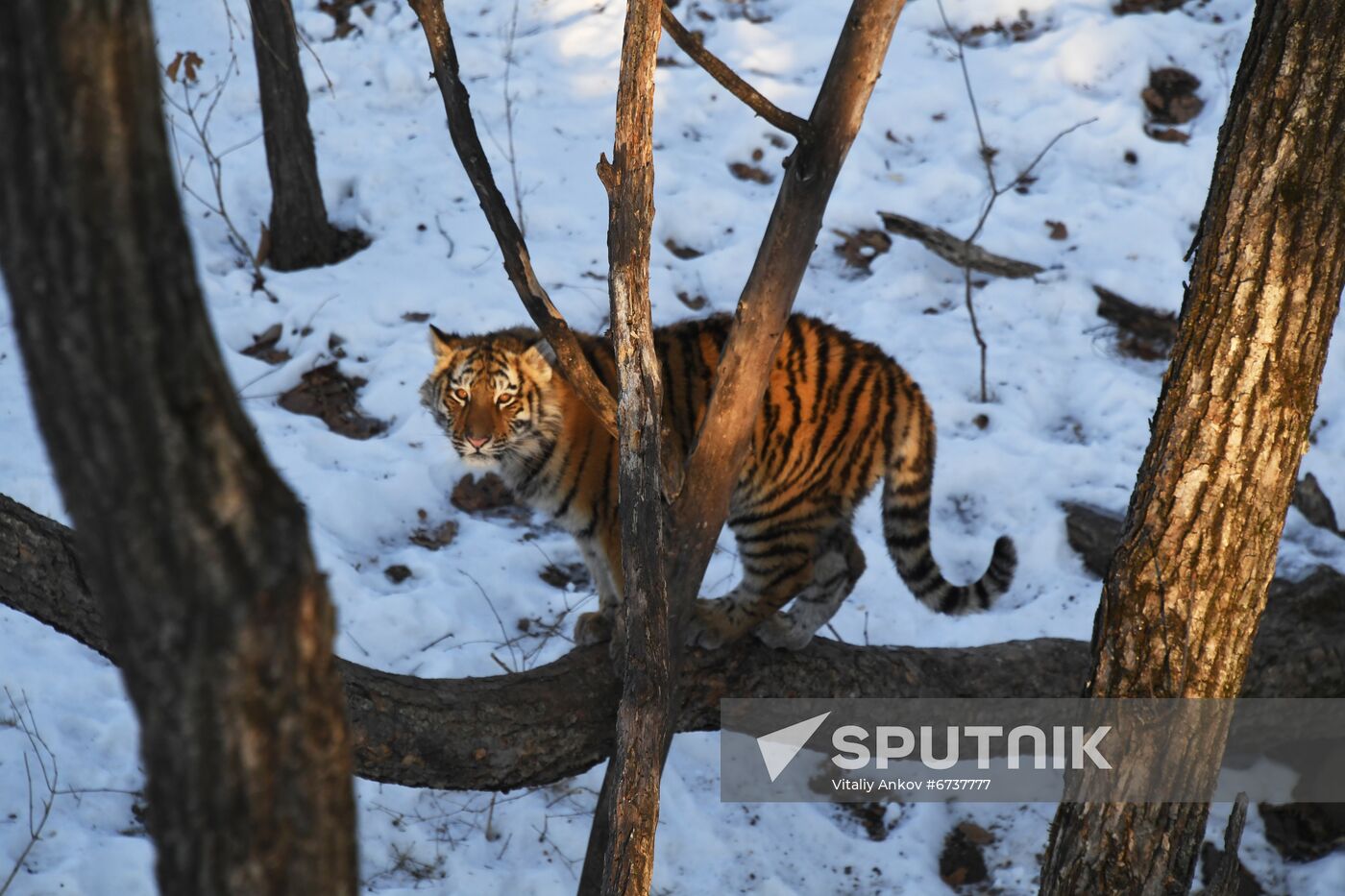 Russia Tigers Safari Park