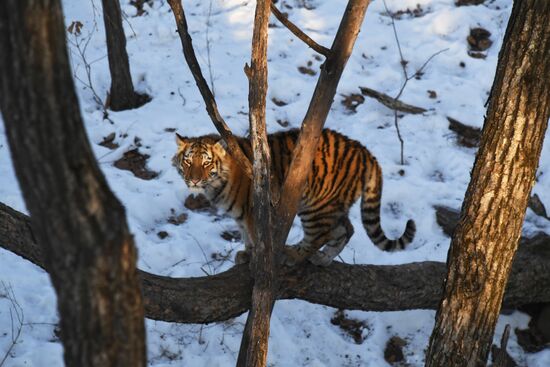 Russia Tigers Safari Park