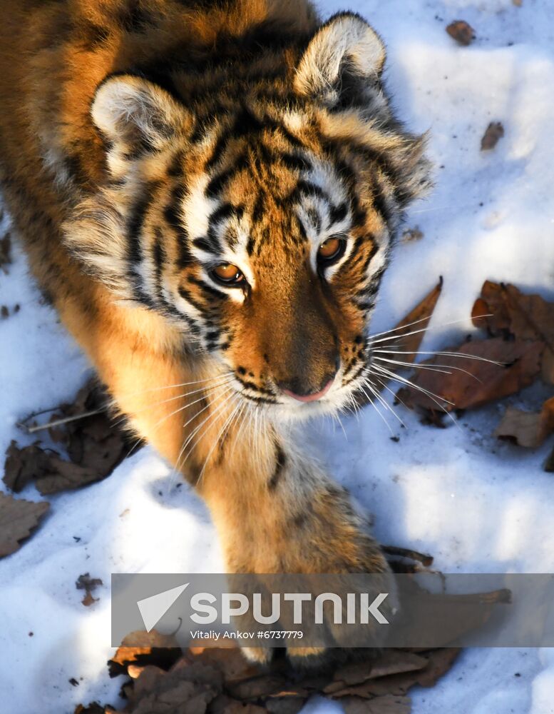 Russia Tigers Safari Park