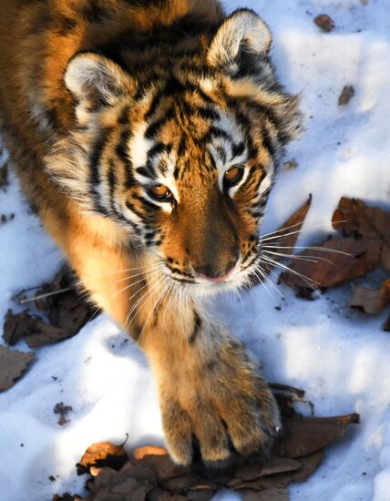 Russia Tigers Safari Park