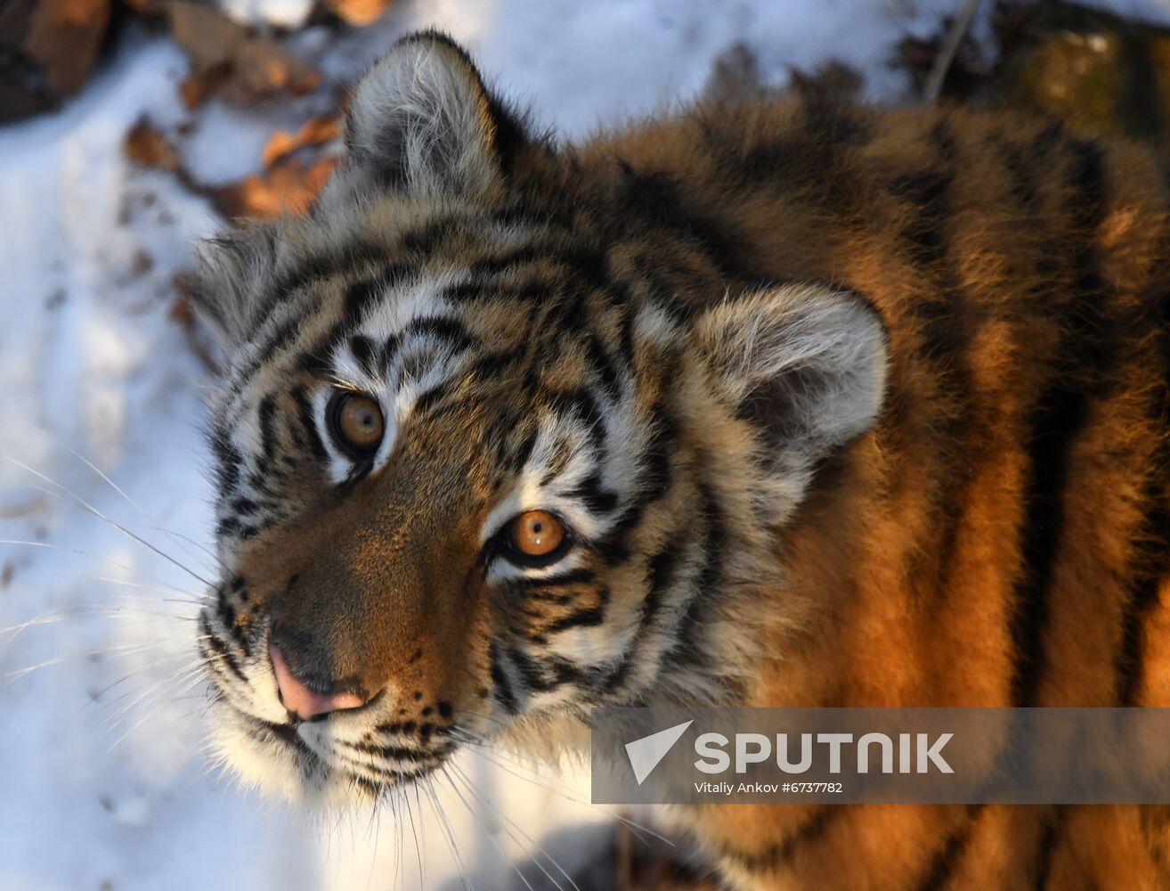 Russia Tigers Safari Park