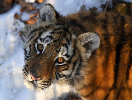 Russia Tigers Safari Park