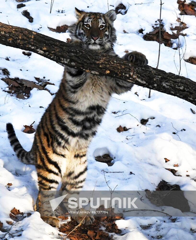 Russia Tigers Safari Park