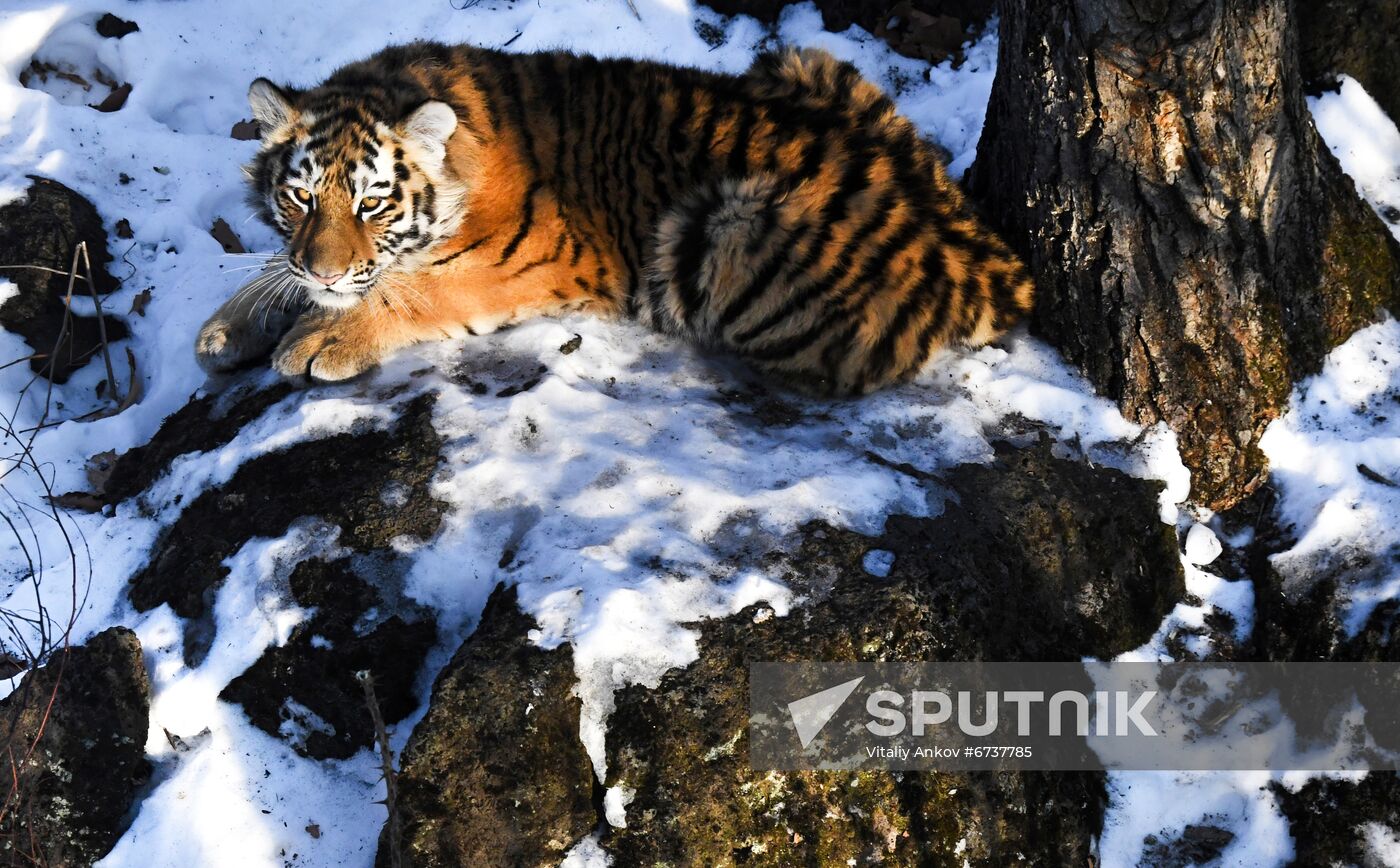 Russia Tigers Safari Park