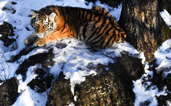 Russia Tigers Safari Park
