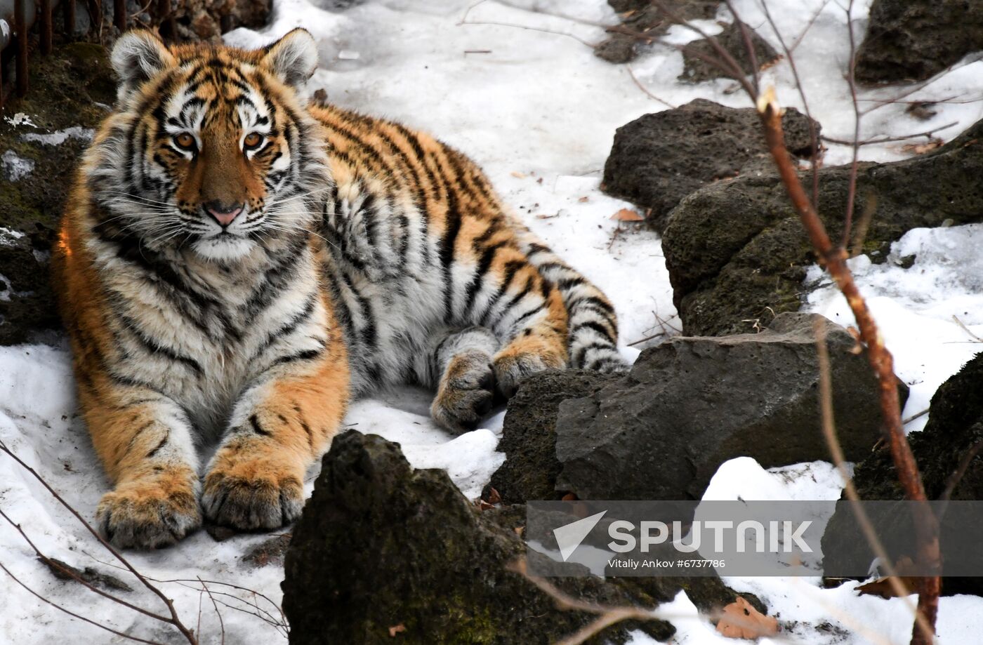 Russia Tigers Safari Park