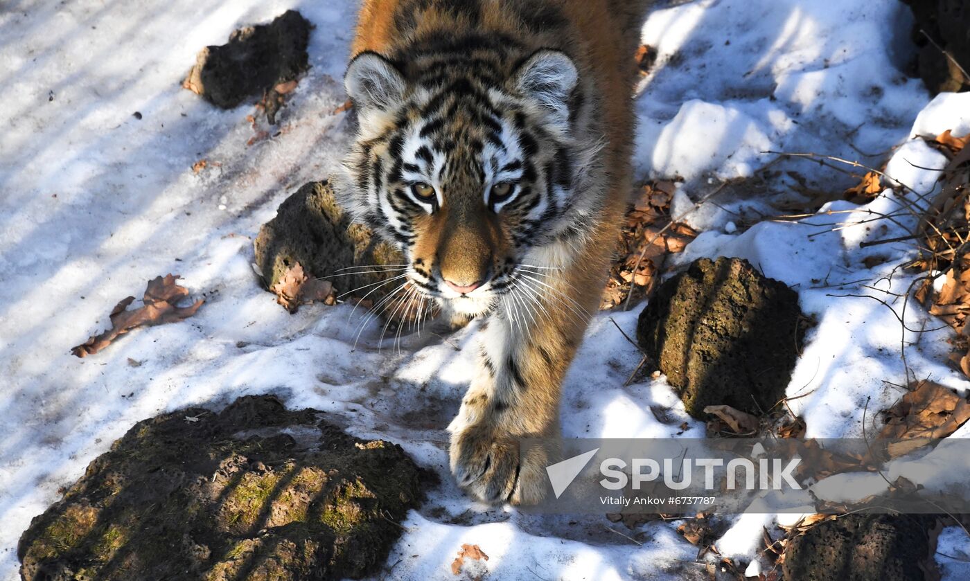 Russia Tigers Safari Park