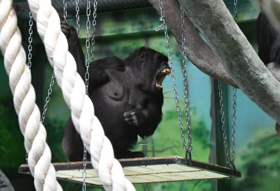 Russia Zoo
