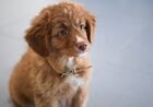 Ruby, a two-month-old puppy of the Nova Scotia Duck Tolling Retriever breed, joins a canine security unit at Simferopol International Airport, Simferopol, Crimea, Russia. Ruby has yet to receive proper detection dog training and assume the full range of his professional duties no later than autumn next year. Location: Russia, Crimea region, Simferopol. Author: Konstantin Mihalchevskiy/Sputnik. Russia Daily Life