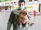 Ruby, a two-month-old puppy of the Nova Scotia Duck Tolling Retriever breed, joins a canine security unit at Simferopol International Airport, Simferopol, Crimea, Russia. Ruby has yet to receive proper detection dog training and assume the full range of his professional duties no later than autumn next year. Location: Russia, Crimea region, Simferopol. Author: Konstantin Mihalchevskiy/Sputnik. Russia Daily Life